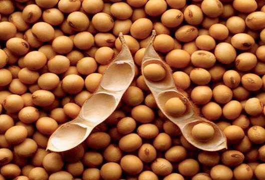 大豆高产的基础是什么,大豆的生长特点和条件图2