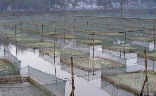 稻田养殖黄鳝如何设置防逃墙,在水稻田进行稻鱼养殖如何防止泥鳅黄鳝逃跑图3