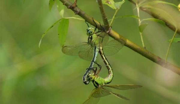 杜松蜻蜓有毒,杜松蜻蜓是保护动物图1