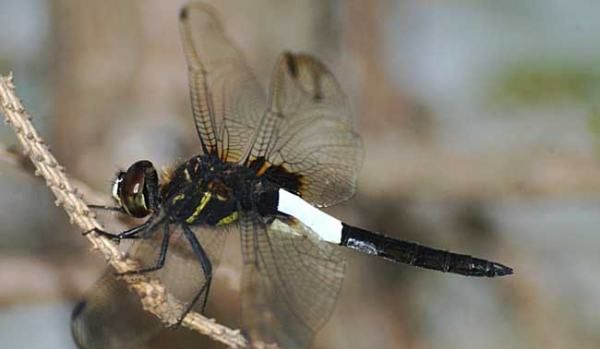 杜松蜻蜓有毒,杜松蜻蜓是保护动物图3