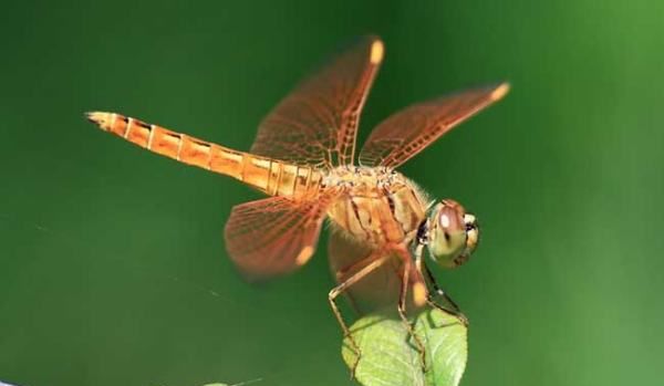 杜松蜻蜓有毒,杜松蜻蜓是保护动物图4