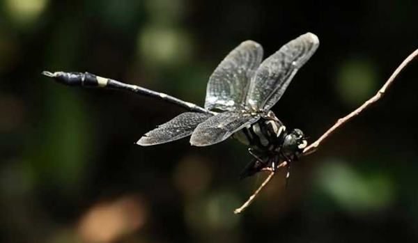 杜松蜻蜓有毒,杜松蜻蜓是保护动物图6