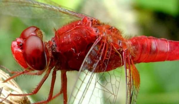 杜松蜻蜓有毒,杜松蜻蜓是保护动物图9
