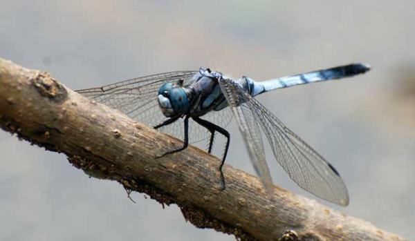杜松蜻蜓有毒,杜松蜻蜓是保护动物图11