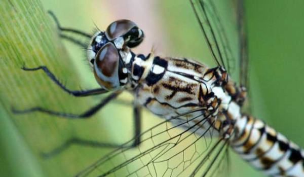 杜松蜻蜓有毒,杜松蜻蜓是保护动物图12