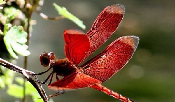 杜松蜻蜓有毒,杜松蜻蜓是保护动物图13