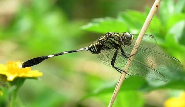 杜松蜻蜓有毒,杜松蜻蜓是保护动物图16