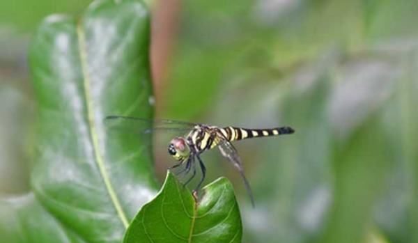 杜松蜻蜓有毒,杜松蜻蜓是保护动物图19