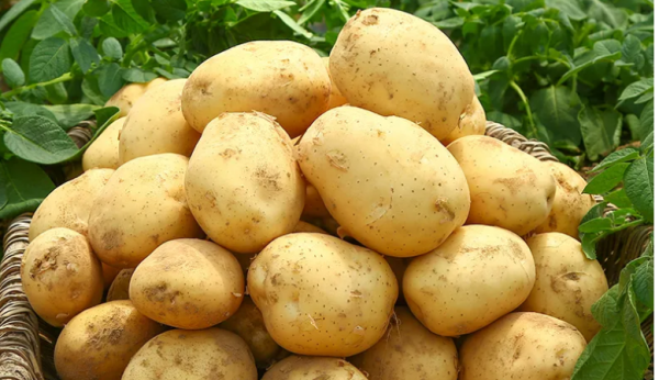 怎么辨别黄心土豆,黄心土豆和白心土豆有什么区别图1