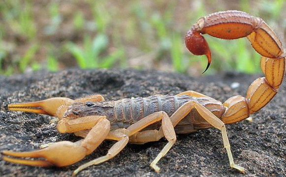 蝎子吃黄粉虫,蝎子主要吃什么食物怎么喂图1