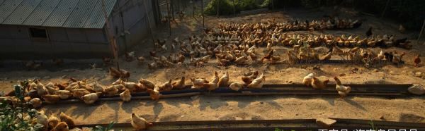 什么是家禽的外科病,春天养鸡喂什么水图3