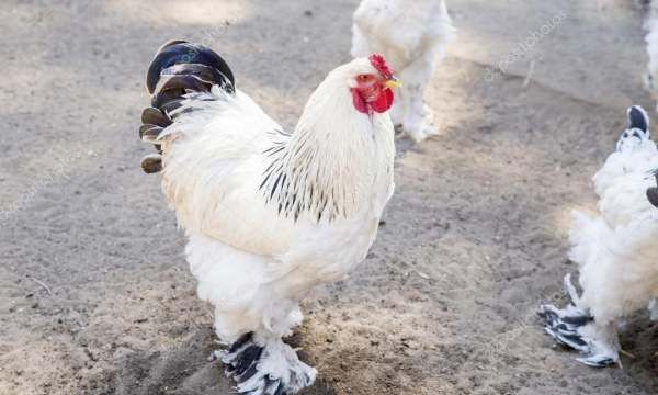 什么是家禽的外科病,春天养鸡喂什么水图4