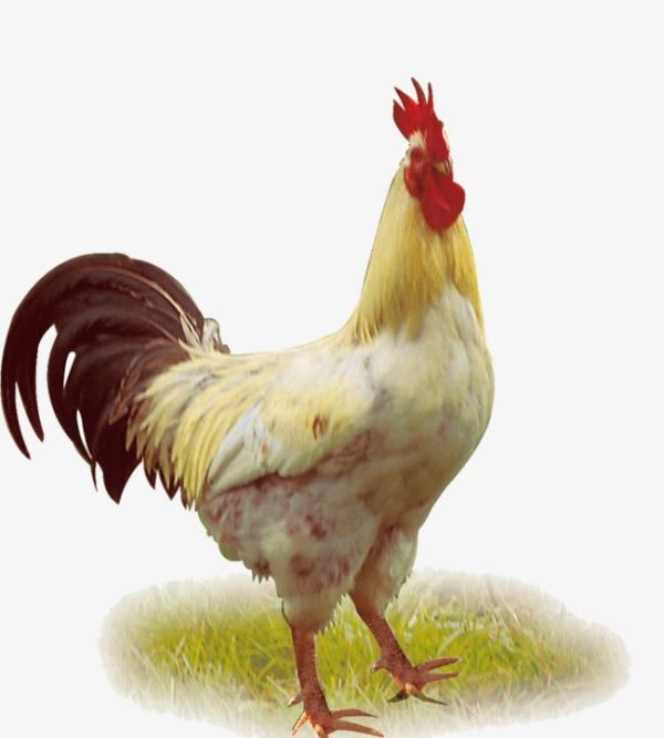 什么是家禽的外科病,春天养鸡喂什么水图6