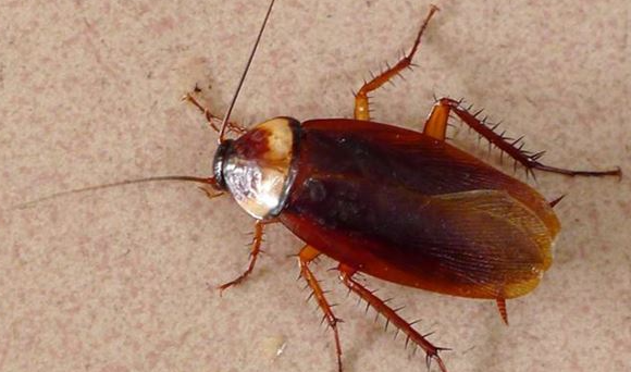 蟑螂生活环境的特点,蟑螂的生活环境和特征图4