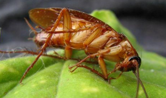 蟑螂生活环境的特点,蟑螂的生活环境和特征图5