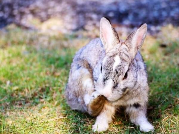 兔子一天要吃多少青粗饲料,兔子每天应该吃多少饲料和水果.青菜图1