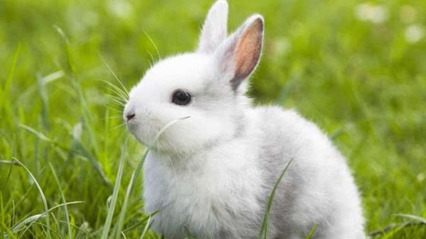 兔子一天要吃多少青粗饲料,兔子每天应该吃多少饲料和水果.青菜图2