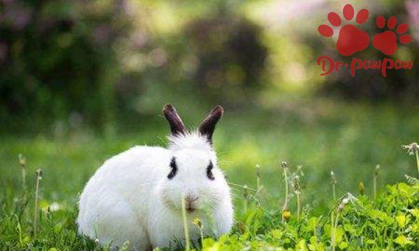 兔子一天要吃多少青粗饲料,兔子每天应该吃多少饲料和水果.青菜图3