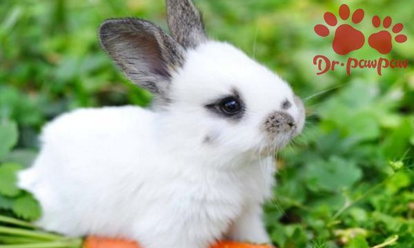 兔子一天要吃多少青粗饲料,兔子每天应该吃多少饲料和水果.青菜图4