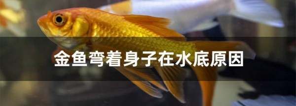 金鱼鱼体弯曲患病原因是什么,金鱼弯着身子沉在水底图1