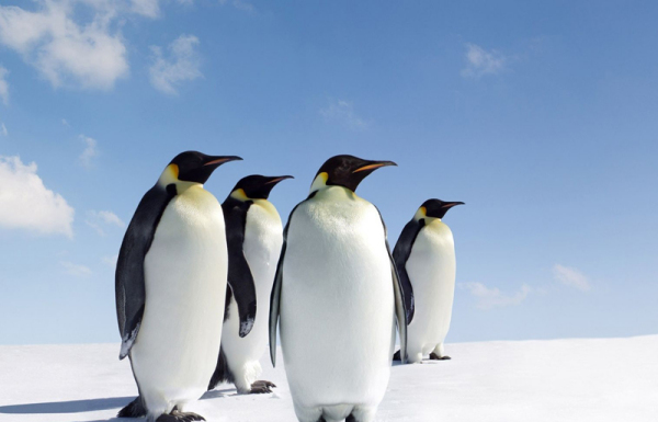 南极有企鹅北极有企鹅,南极有企鹅还是北极有企鹅请回答图2