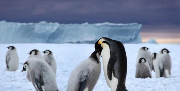 南极有企鹅北极有企鹅,南极有企鹅还是北极有企鹅请回答图3