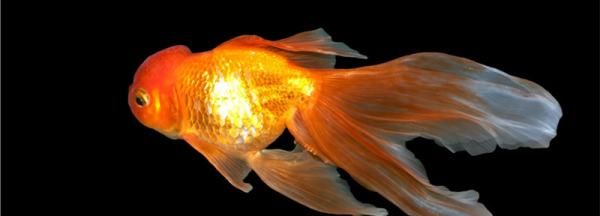 金鱼为什么会得水霉病,金鱼水霉病是什么原因引起的图2