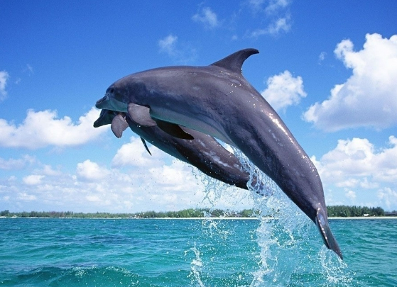 海豚的知识 海豚的知识介绍,海豚的知识图3