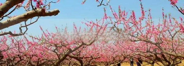 三峡大学桃花节时间 三峡大学桃花节是什么时候,桃花节是几月几日2022图1