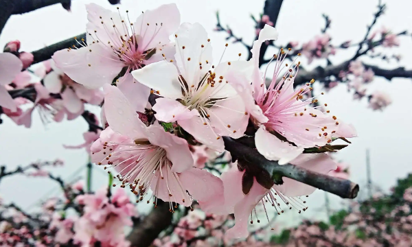 三峡大学桃花节时间 三峡大学桃花节是什么时候,桃花节是几月几日2022图2