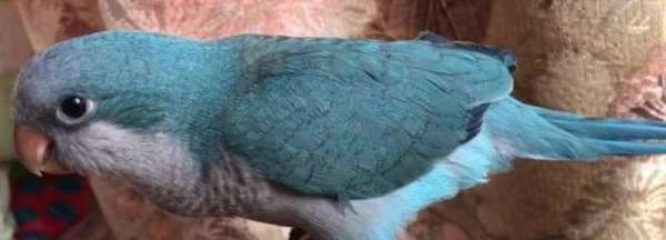 蓝和尚鹦鹉是保护动物吗 蓝和尚鹦鹉是不是保护动物,养和尚鹦鹉合法图1