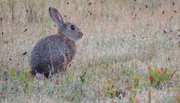 野兔是保护动物 野兔是不是保护动物,野兔是保护动物属于几级图1