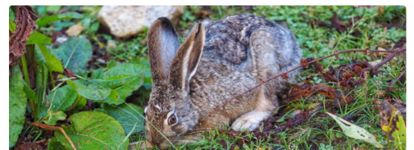 野兔是保护动物 野兔是不是保护动物,野兔是保护动物属于几级图2
