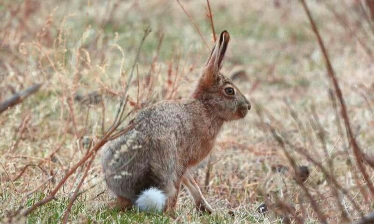 野兔是保护动物 野兔是不是保护动物,野兔是保护动物属于几级图3