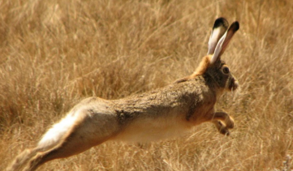 野兔是保护动物 野兔是不是保护动物,野兔是保护动物属于几级图4