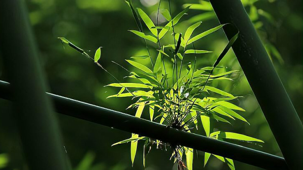 竹子是什么植物 竹子是什么类型的植物,竹子是什么类型的植物图1