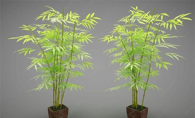 竹子是什么植物 竹子是什么类型的植物,竹子是什么类型的植物图2