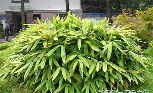 竹子是什么植物 竹子是什么类型的植物,竹子是什么类型的植物图4