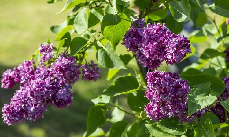紫丁香是什么植物 紫丁香是属于什么植物,紫丁香属于什么植物类型图1