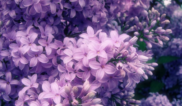 紫丁香是什么植物 紫丁香是属于什么植物,紫丁香属于什么植物类型图2