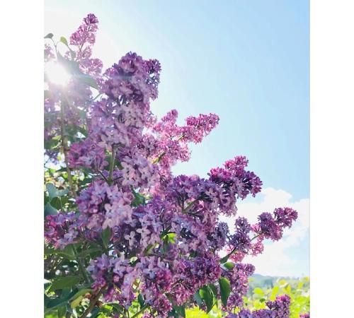 紫丁香是什么植物 紫丁香是属于什么植物,紫丁香属于什么植物类型图3