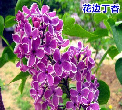 紫丁香是什么植物 紫丁香是属于什么植物,紫丁香属于什么植物类型图4