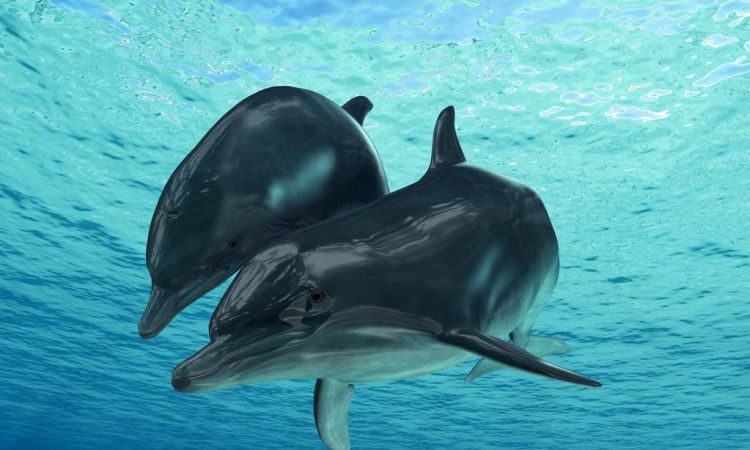 海豚属于什么动物 海豚介绍,海豚是什么动物是哺乳动物图1