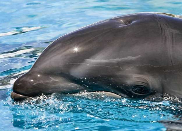 海豚属于什么动物 海豚介绍,海豚是什么动物是哺乳动物图2
