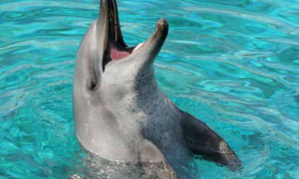 海豚属于什么动物 海豚介绍,海豚是什么动物是哺乳动物图3