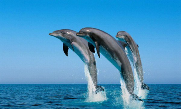 海豚属于什么动物 海豚介绍,海豚是什么动物是哺乳动物图4