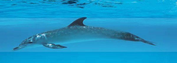 海豚属于什么动物 海豚介绍,海豚是什么动物是哺乳动物图5