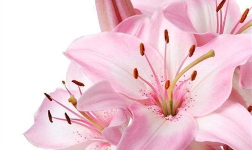 粉百合花语和寓意是什么意思,粉色百合花的花语和寓意图2