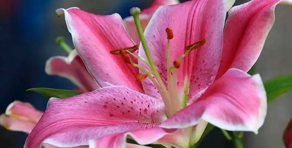 粉百合花语和寓意是什么意思,粉色百合花的花语和寓意图3