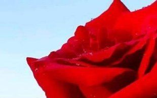 青丝玫瑰的原料是什么,青红丝是什么材料做的